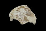 Fragment de plat, image 1/2