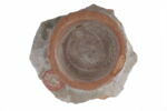 Fragment de fond de plat, image 3/3