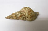 coquillage, image 3/3