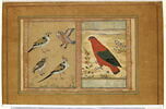 Quatre oiseaux ; Perroquet rouge (page d'album), image 2/5
