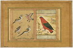 Quatre oiseaux ; Perroquet rouge (page d'album), image 1/5