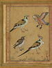 Quatre oiseaux ; Perroquet rouge (page d'album), image 4/5
