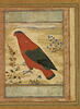 Quatre oiseaux ; Perroquet rouge (page d'album), image 5/5