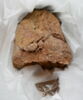 bouchon de jarre conique ; empreinte de sceau, image 2/3