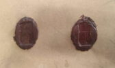 empreinte d'un scarabée et de deux chatons de bague, image 2/3
