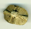 scarabée à pattes hypertrophiées, image 2/2