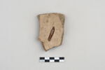 ostracon, image 2/3