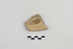 ostracon, image 2/3