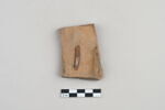 ostracon, image 2/3