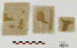 bande de poignet ; fragment, image 2/2