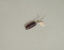 collier ; perle, image 2/2