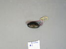 cachet ; perle, image 13/17