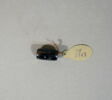 cachet ; perle, image 4/18
