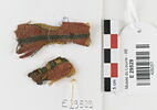 décor de textile ; fragments, image 1/2