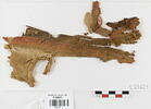 tissu ; fragment, image 1/2