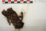 bande décorative d'habillement ; fragment, image 2/2