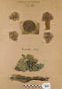 orbiculus ; clavus ; décor de textile, image 1/3