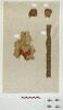 bande décorative d'habillement ; décor de textile ; fragment, image 1/2
