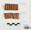 bande décorative d'habillement ; fragments, image 1/2
