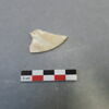 reste animal coquillage, fragment, image 2/2