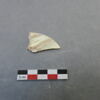 reste animal coquillage, fragment, image 1/2