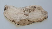ostracon  ; fragments, image 1/3