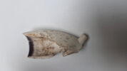 pipe, fragment, image 2/4