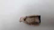 pipe, fragment, image 4/4