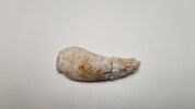 pipe, fragment, image 2/3