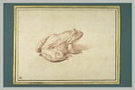 Une grenouille, tournée vers la droite, image 3/3