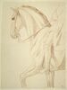 Partie antérieure d'un cheval et indication du cavalier, vus de profil vers la gauche, image 1/2