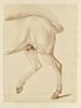 Partie postérieure d'un cheval, de profil vers la gauche, image 1/2