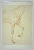 Cheval, vu du garrot au dos et des jambes antérieures, de profil, image 2/2