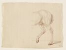 Partie postérieure d'un cheval, de profil vers la gauche, image 1/2
