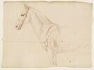 Tête, encolure et poitrail d'un cheval, de profil vers la gauche, image 1/2