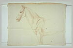 Tête, encolure et poitrail d'un cheval, de profil vers la gauche, image 2/2