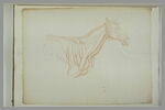 Tête et poitrail d'un cheval écorché, tourné vers la droite, image 2/2