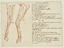 Deux études de jambes gauche d'un cheval écorché, et indications des muscles, image 1/2