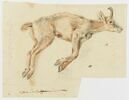 Un isard des Pyrénées, mort, image 1/2