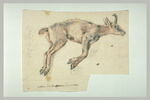 Un isard des Pyrénées, mort, image 2/2