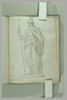 Minerve casquée, image 2/2