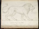 Lion vu de profil, tourné vers la droite, image 1/2