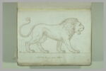 Lion vu de profil, tourné vers la droite, image 2/2