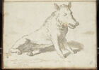 Le Sanglier dit 'Il porcellino', image 1/2