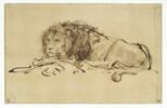 Lion au repos, image 1/3