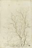 Deux branches d'arbres nues émérgeant d'un feuillage, image 1/2