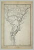 Tronc et branches d'un arbre dans le bois de Bloulogne, image 2/2