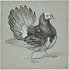 Pigeon-paon faisant la roue, image 1/2