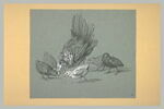 Poule picorant avec cinq poussins, image 2/2