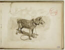 Chien attaché à une corde, image 1/2